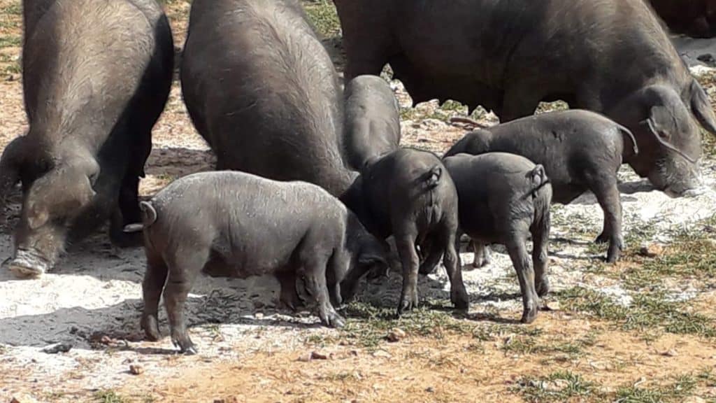 Porcs Negres mallorquins criados en libertad – Can Felip Sineu