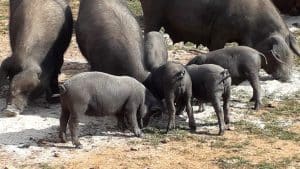 Porcs Negres mallorquins criados en libertad – Can Felip Sineu